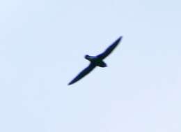 Image of Silver-backed Needletail