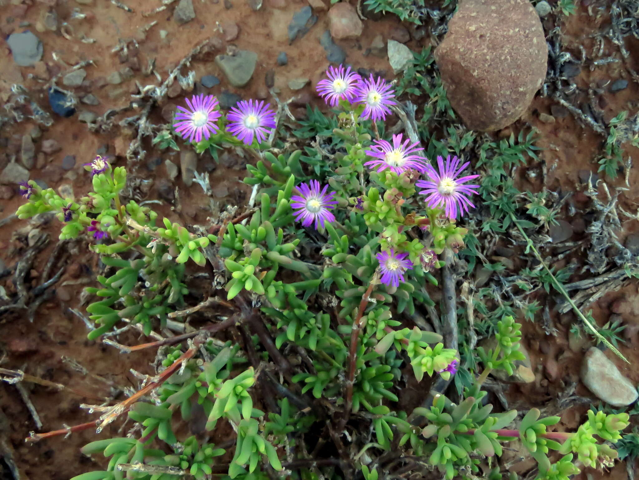 Image of Delosperma peersii Lavis