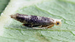 Image of Argyresthia glaucinella Zeller 1839