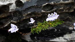 Image of Disa maculata L. fil.