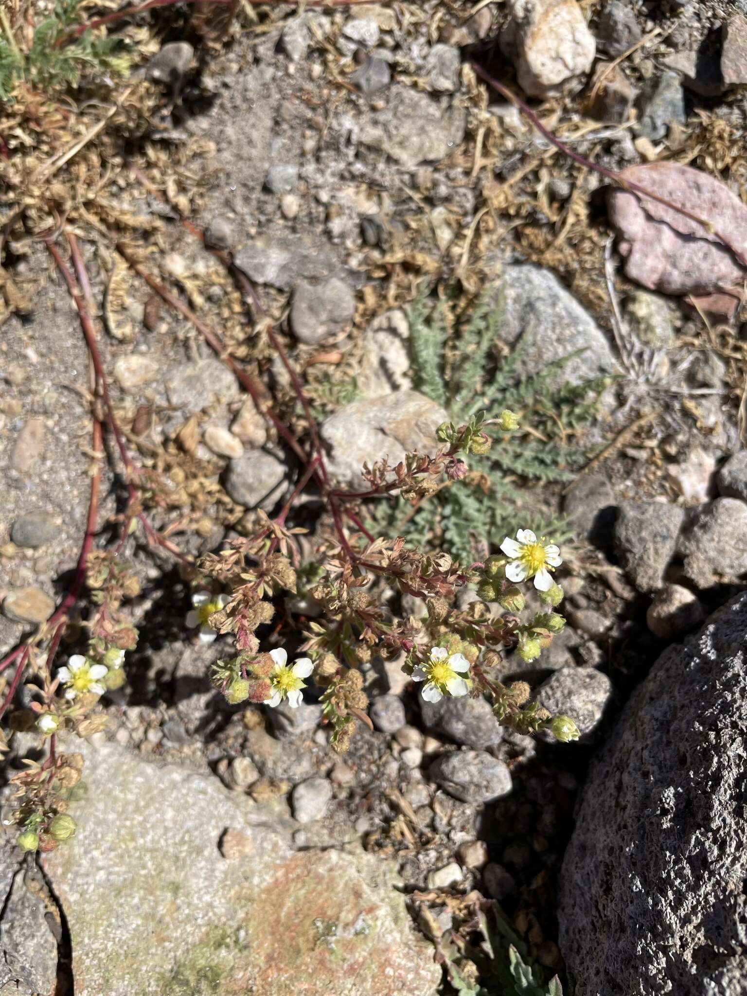 Image de Potentilla newberryi A. Gray