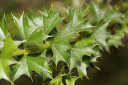 Image of Holly-leaved Mirbelia