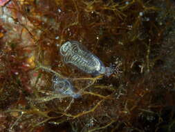 Image of bluestriped light bulb tunicate