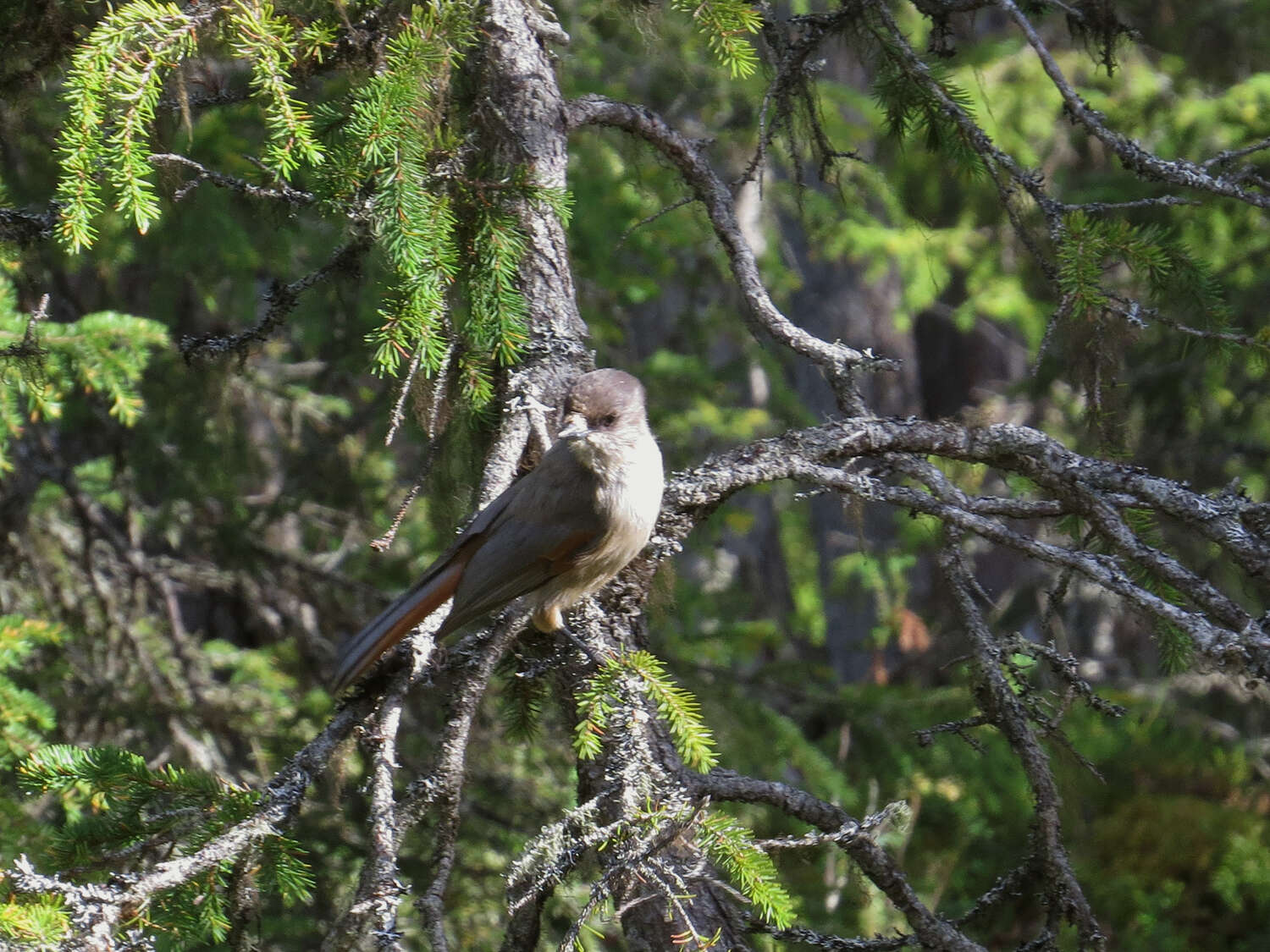 Image of Siberian Jay