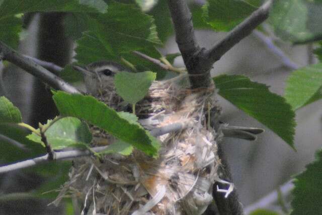 Image of Vireo gilvus brewsteri (Ridgway 1903)