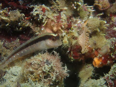 Image of Longstriped blenny