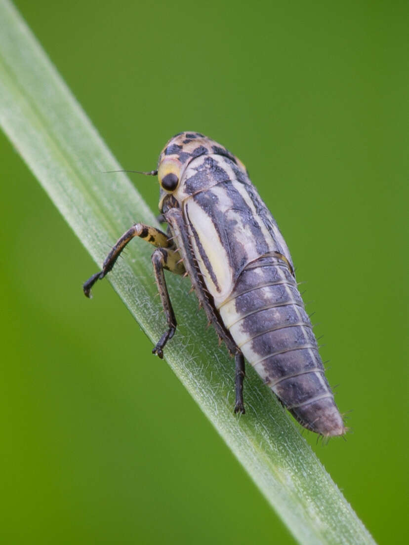 Plancia ëd Handianus (Pycnoides) flavovarius Herrich-Schaeffer 1835