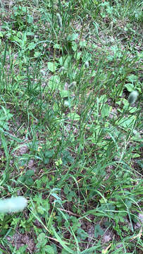 Image of Phleum pratense subsp. nodosum (L.) Trabut