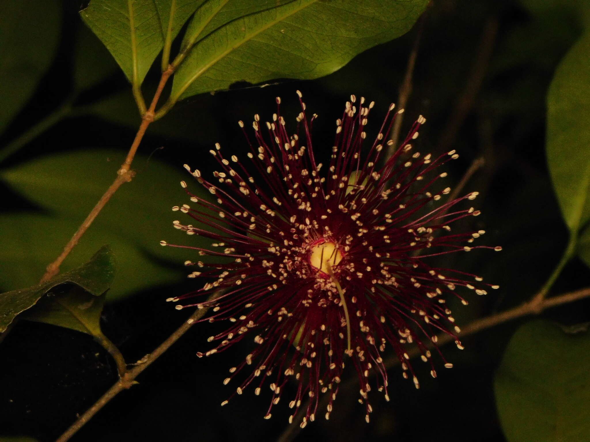 Plancia ëd Syzygium laetum (Ham.) K. N. Gandhi