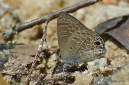 Imagem de Anthene lycaenina (Felder 1868)