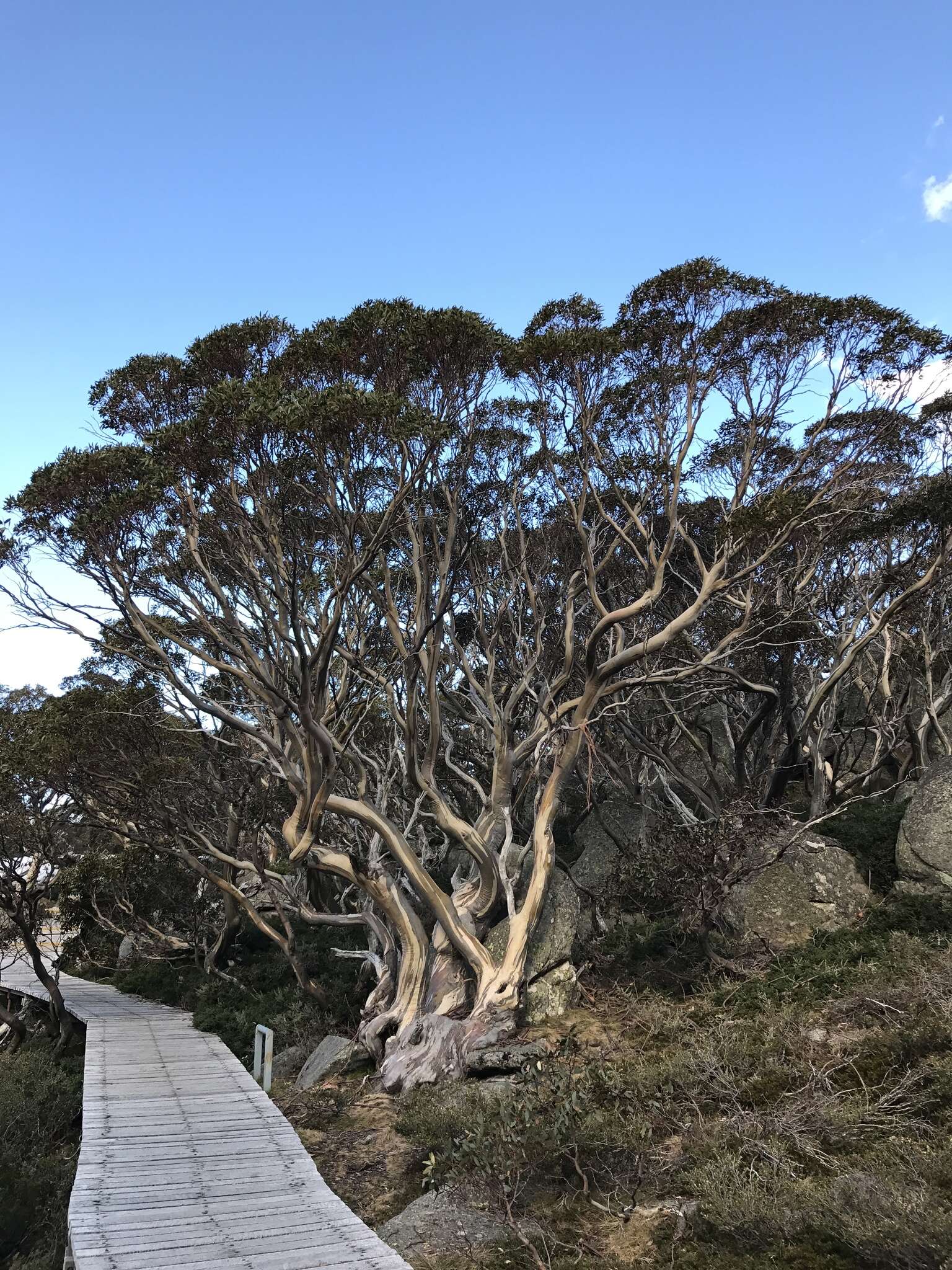 Image of Eucalyptus pauciflora subsp. niphophila (Maiden & Blakely) L. A. S. Johnson & Blaxell