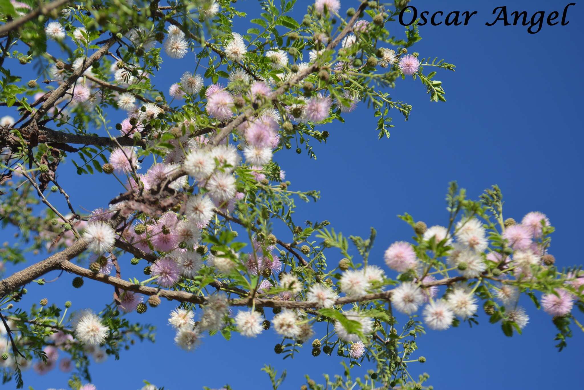 Plancia ëd Mimosa aculeaticarpa Ortega