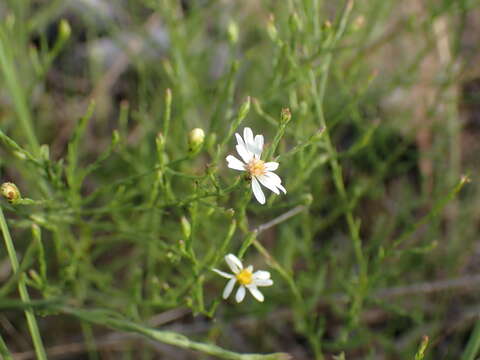 Image of serpentine aster