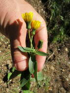 Image of Canadian hawkweed