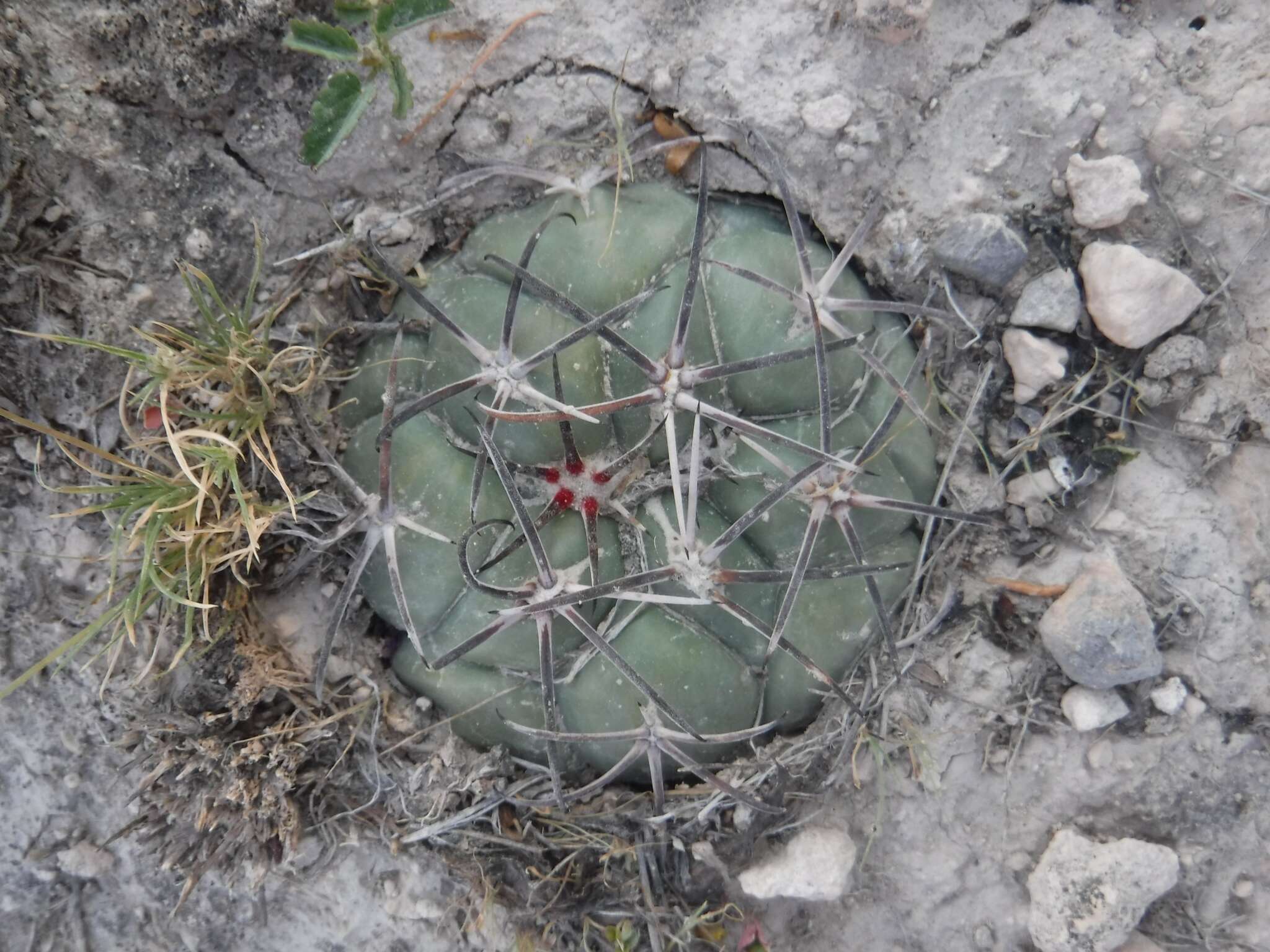 Image of Coryphantha poselgeriana (A. Dietr.) Britton & Rose