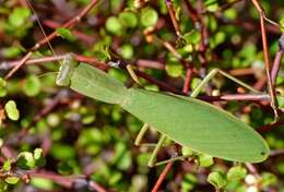 Image of New Zealand mantis