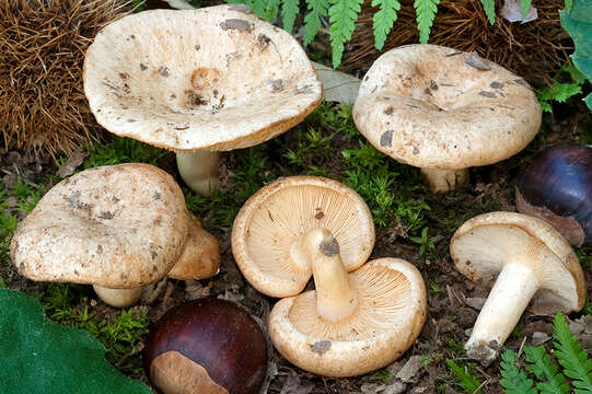 Image of Lactarius illyricus Piltaver 1992