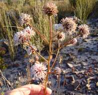 Image of Serruria williamsii J. P. Rourke