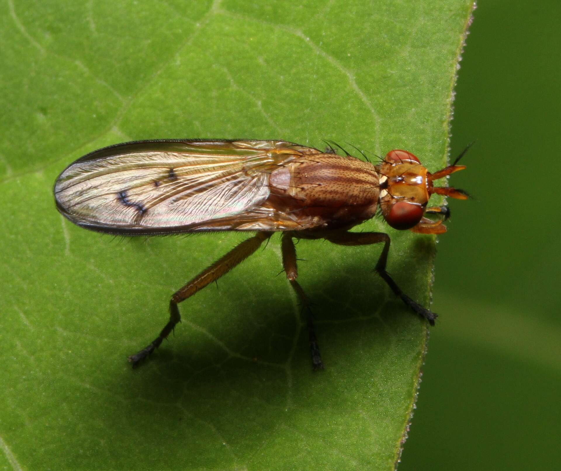 Image de Tetanocera vicina Macquart 1843