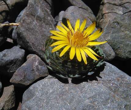 Image of Chaetanthera spathulifolia Cabrera