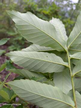 Image of Quercus serrata subsp. serrata