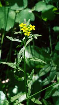 Image of shy wallflower