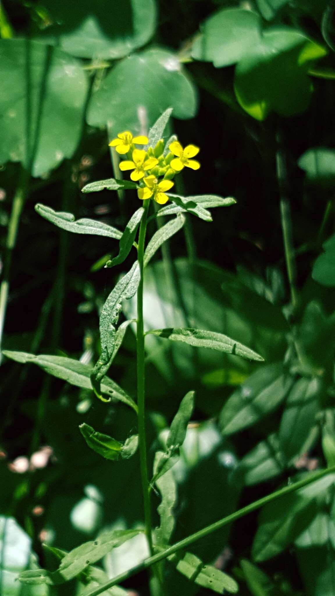 Image of shy wallflower