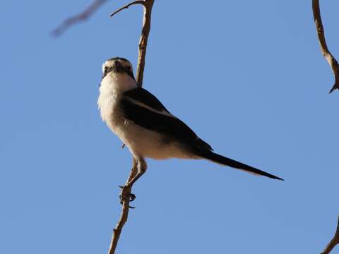 Image of Lanius collaris aridicolus Clancey 1955