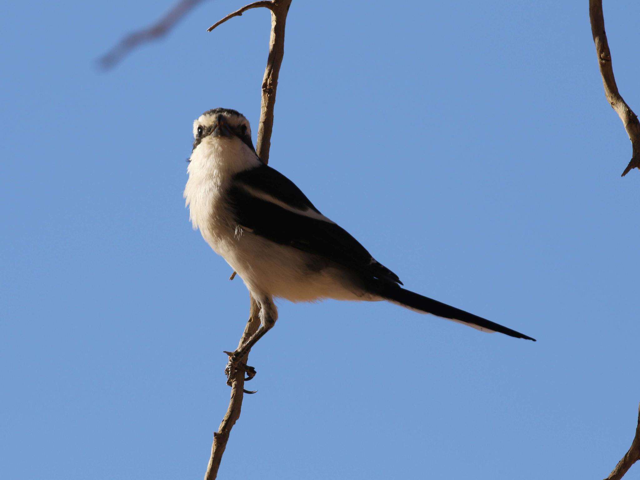 Image of Lanius collaris aridicolus Clancey 1955