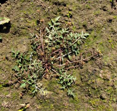 Image of Rorippa islandica subsp. dogadovae (Tzvelev) Jonsell