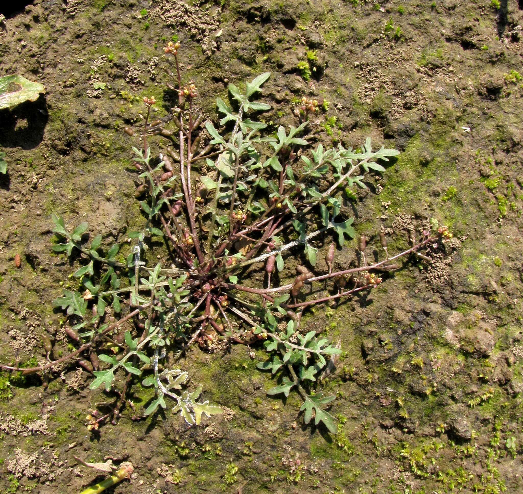 Image of Rorippa islandica subsp. dogadovae (Tzvelev) Jonsell