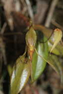 Image of Pleurothallis killipii Garay