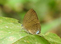 Plancia ëd Arhopala amphimuta (Felder & Felder 1860)