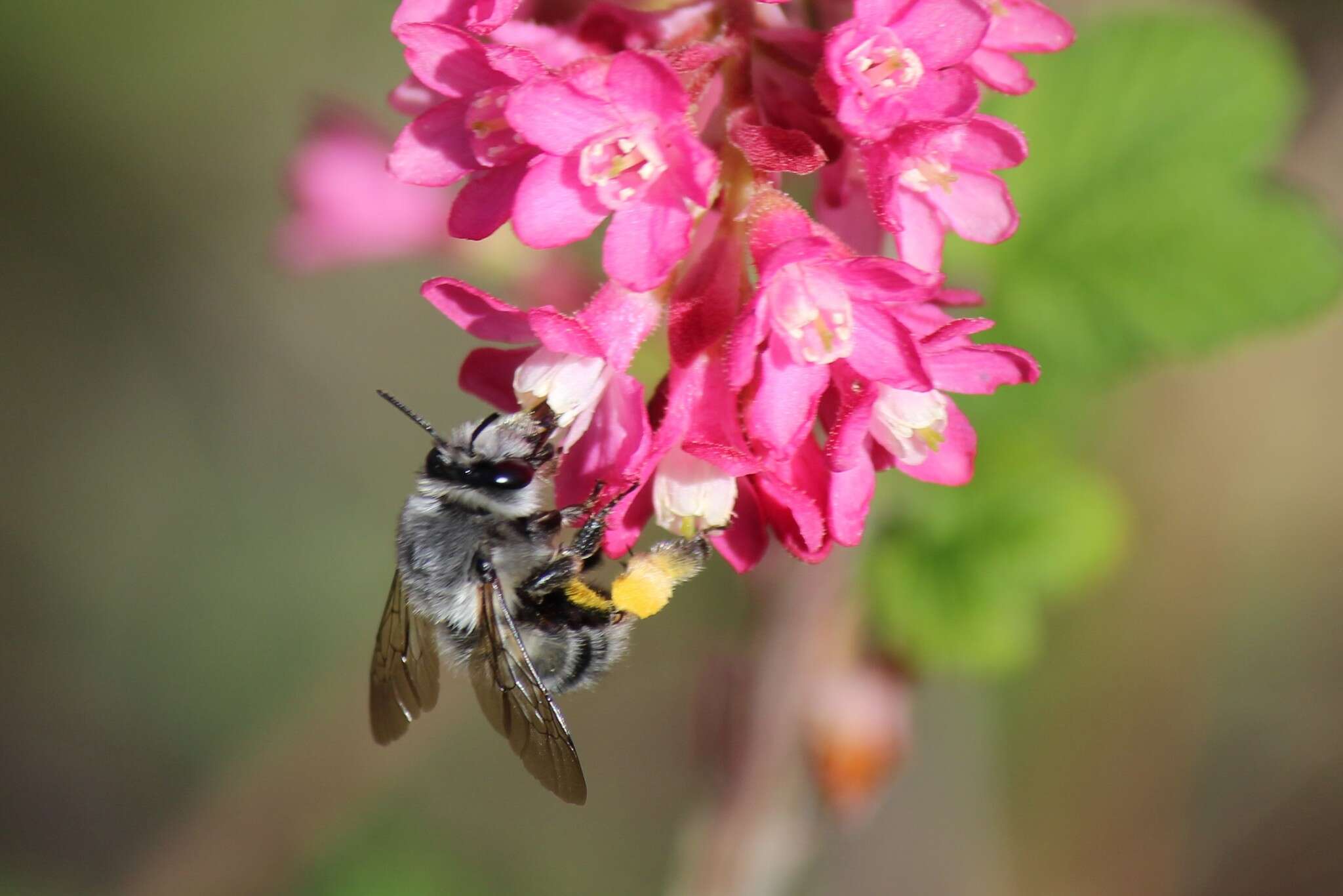 Image of Anthophora pacifica Cresson 1879