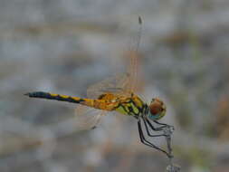 Image of Red-veined Pennant