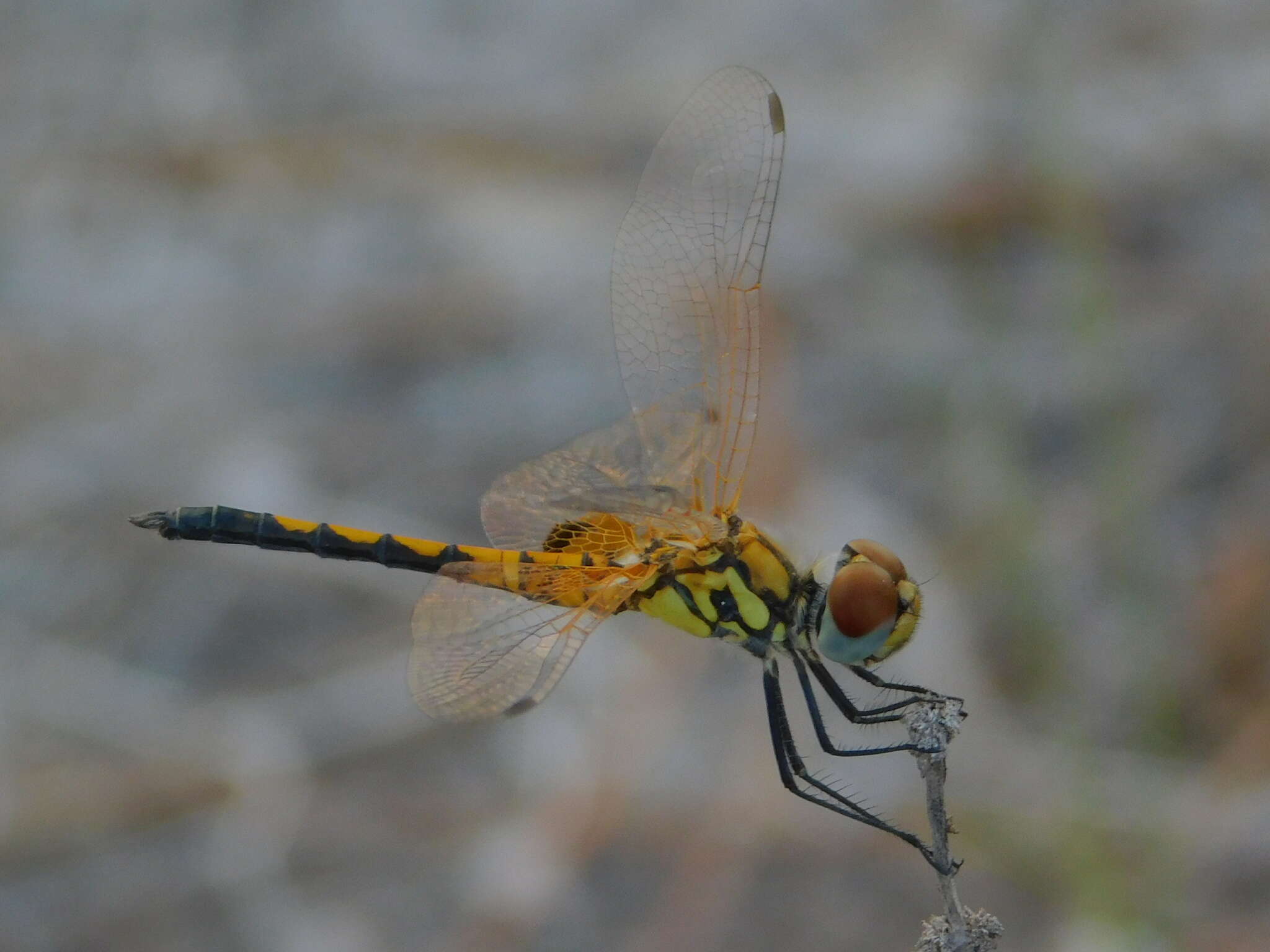 Image of Red-veined Pennant