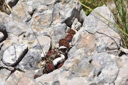 Image of Sempervivum marmoreum Griseb.