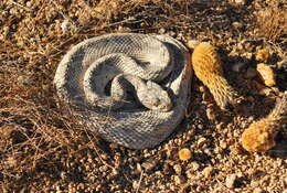 Image of Santa Catalina Island Rattlesnake