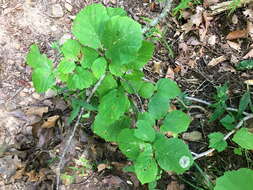 Image of Cameraria hamameliella (Busck 1903)