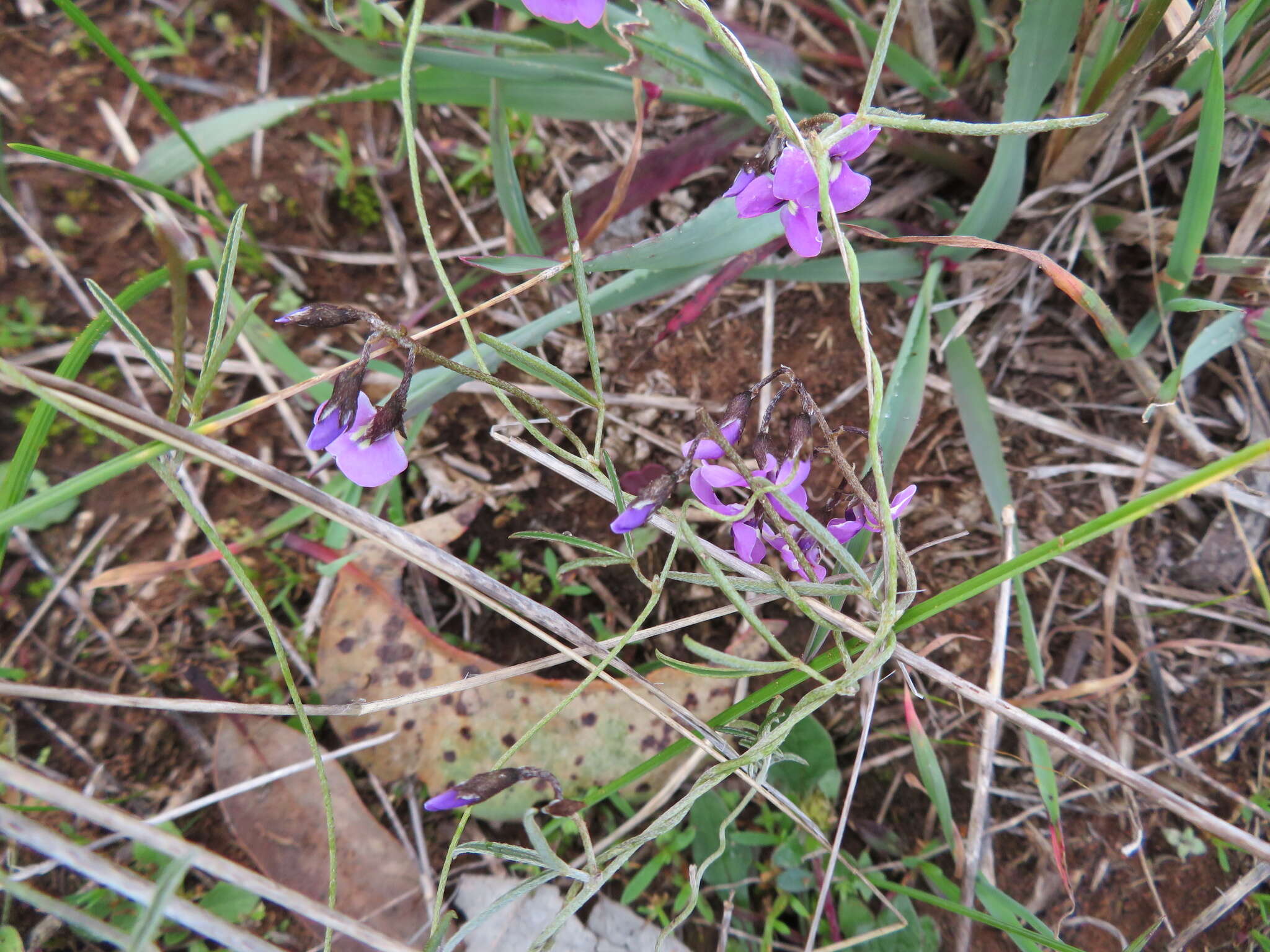 Image of <i>Glycine rubiginosa</i>