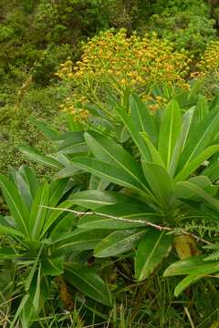 Image of Euphorbia stygiana subsp. stygiana