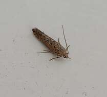 Слика од Phthorimaea
