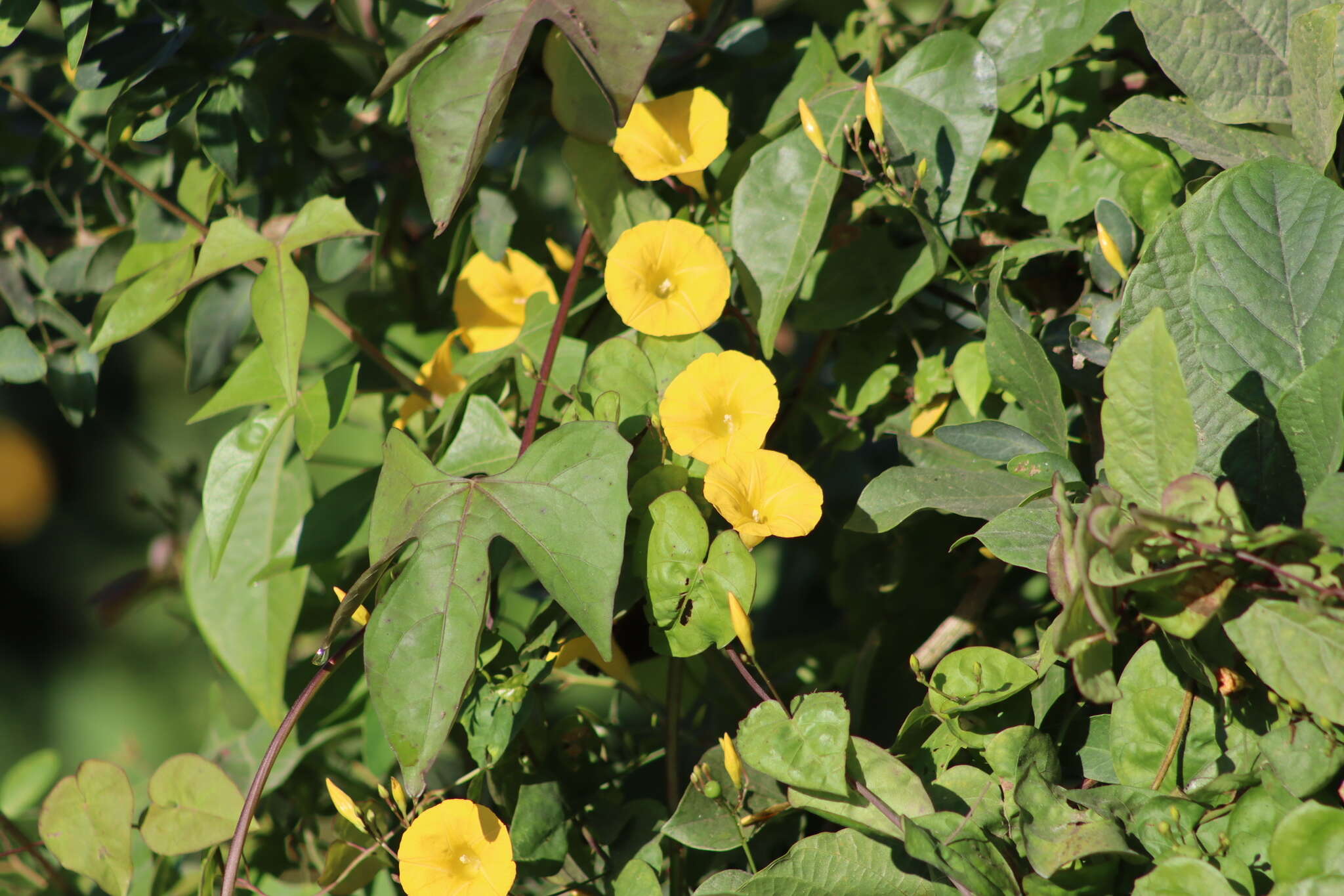 Imagem de Ipomoea microsepala Benth.