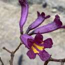 Image of Tabebuia gemmiflora C. T. Rizzini & A. de Mattos-Filho