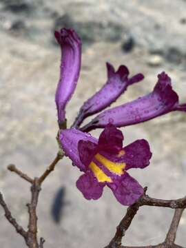 Plancia ëd Tabebuia gemmiflora C. T. Rizzini & A. de Mattos-Filho