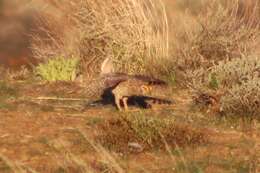 Image of Columbian Sharp-tailed Grouse