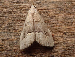 Image of White-line snout moth