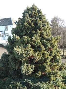 Image of Sawara Cypress