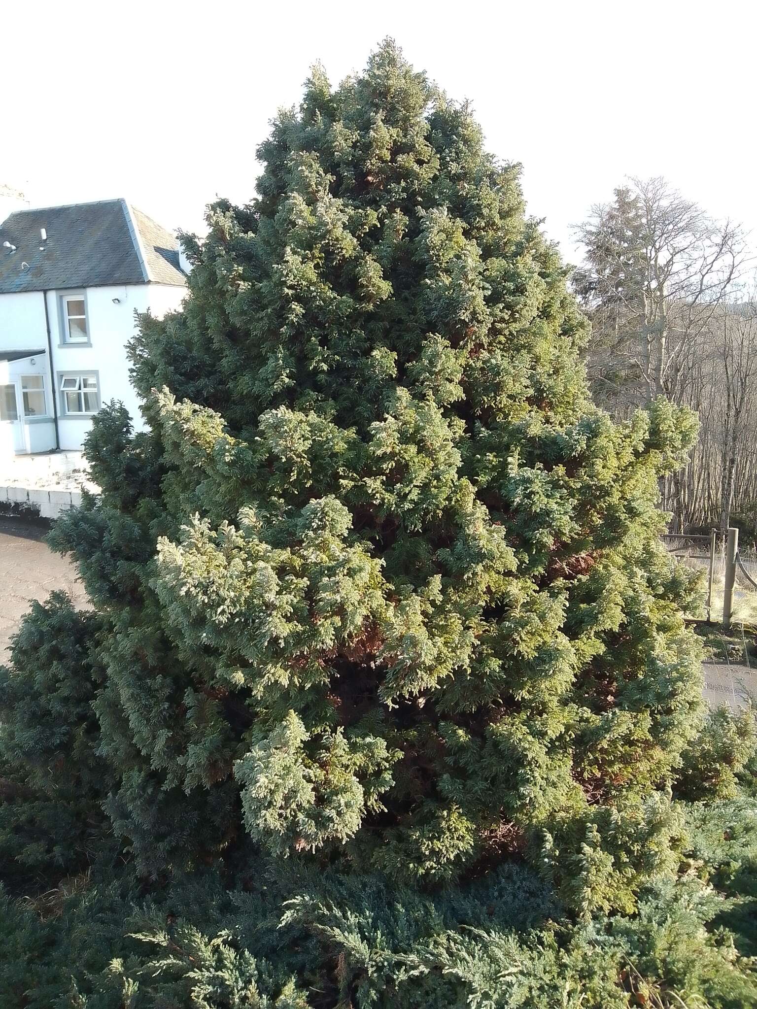 Image of Sawara Cypress