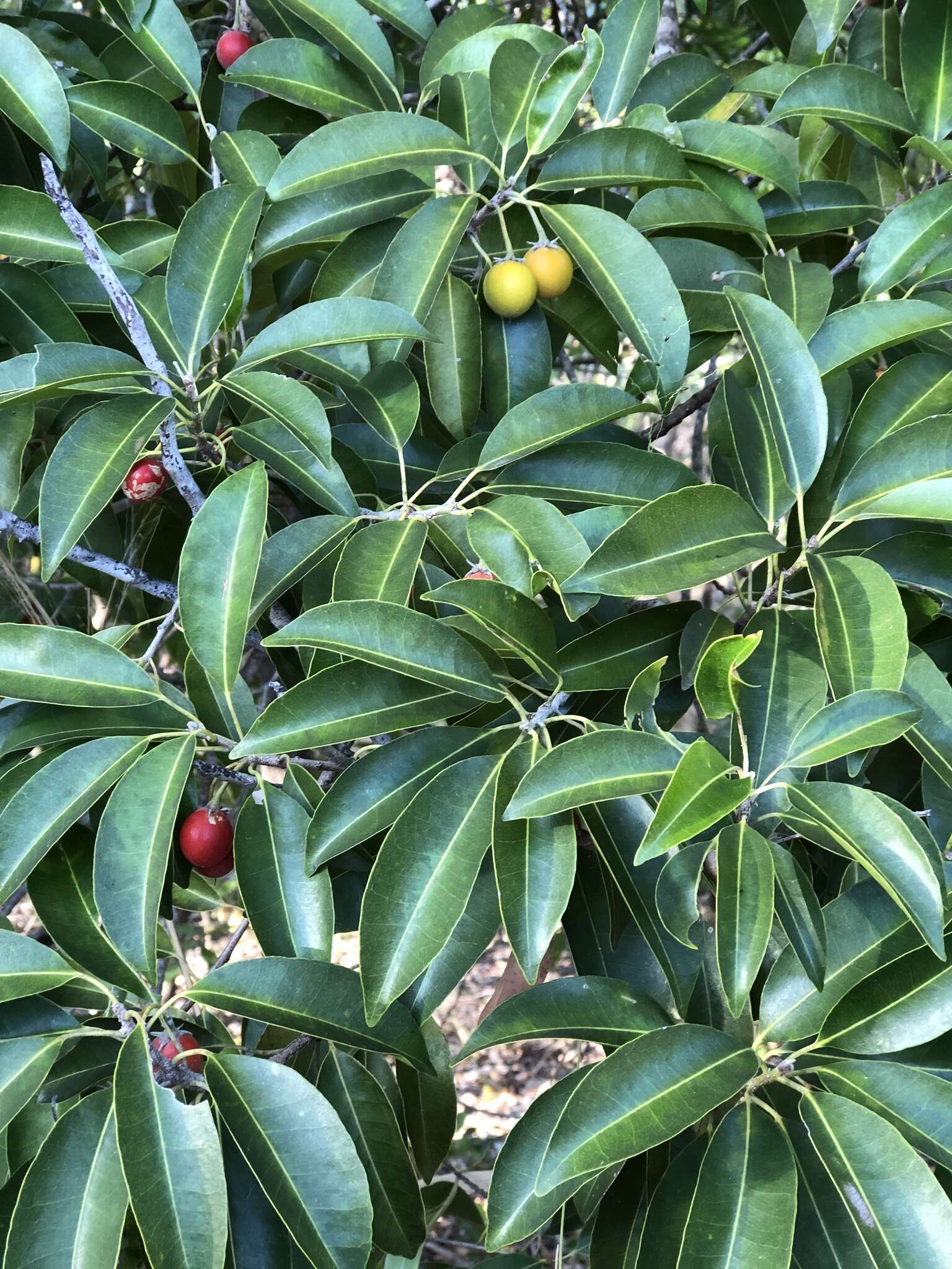 Image of Spanish cherry